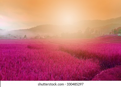pink purple field , imagination ,lavender flowers in the gentle pink light of morning background.