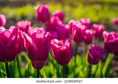 Pink Purple Flag Tulips Growing In Spring Garden. Flowers Blooming Outdoors At Sunset