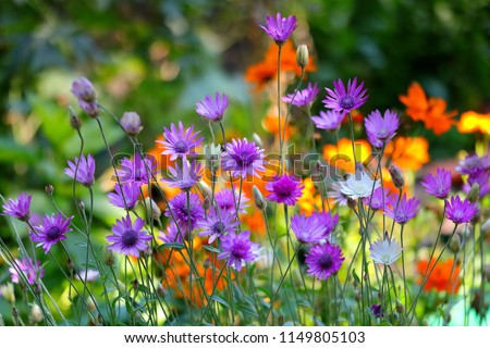 Pink and purple flowers of the Immortelle (Xeranthemum annuum) in the garden Stock photo © 