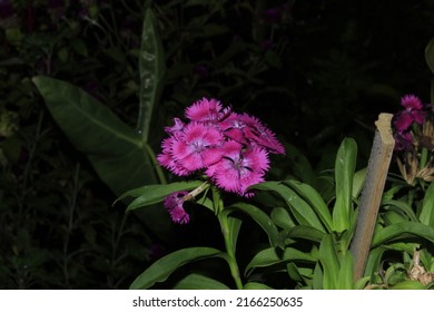 pink purple flowers that are photographed at night using flash - Powered by Shutterstock