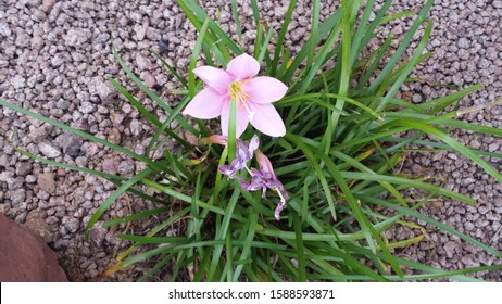 Pink And Purple Flowers In Uptown Sedona Arizona Usa