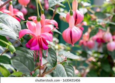 Color Fuchsia Pink 图片 库存照片和矢量图 Shutterstock