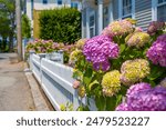 Pink and purple hydrangea flower bush growing on a white picket fence outside a home on a historic street.