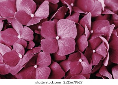 Pink purple hydrangea flower wallpaper, closeup macro shot photo. Closeup macro photo of purple hydrangea flower, beautiful flower background wallpaper, Pink purple hydrangea flower nature macro photo - Powered by Shutterstock