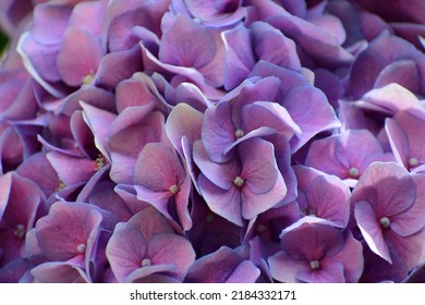 Pink And Purple Hydrangea Flowers. Close Up Of A Bouquet Of Flowers. Four-petal Flower. Beautiful Bokeh. Blurred Background, No People. Nature Background. A Carpet Of Pink And Blue Flowers