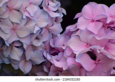 Pink And Purple Hydrangea Flowers. Close Up Of A Bouquet Of Flowers. Four-petal Flower. Beautiful Bokeh. Blurred Background, No People. Nature Background. A Carpet Of Pink And Blue Flowers