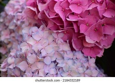 Pink And Purple Hydrangea Flowers. Close Up Of A Bouquet Of Flowers. Four-petal Flower. Beautiful Bokeh. Blurred Background, No People. Nature Background. A Carpet Of Pink And Blue Flowers