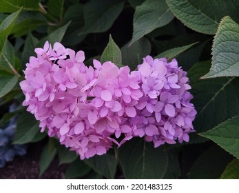 Pink And Purple Hydrangea, Hydrangeaceae