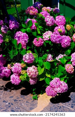 Pink purple Hydrangea macrophylla, bigleaf hydrangea, is one of the most popular landscape shrubs owing to its large mophead flowers.