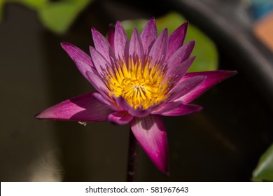 the pink purple lotus