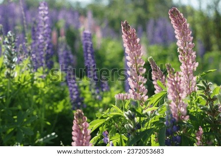 pink and purple lupines on the background of the dawn sun        