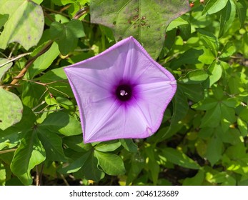 Pink Purple Morning Glory Flower. Morning Glory Is The Common Name For Over 1,000 Species Of Flowering Plants In The Family Convolvulaceae, Whose Current Taxonomy And Systematics Are In Flux