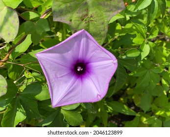 Pink Purple Morning Glory Flower. Morning Glory Is The Common Name For Over 1,000 Species Of Flowering Plants In The Family Convolvulaceae, Whose Current Taxonomy And Systematics Are In Flux