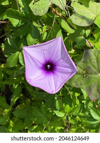 Pink Purple Morning Glory Flower. Morning Glory Is The Common Name For Over 1,000 Species Of Flowering Plants In The Family Convolvulaceae, Whose Current Taxonomy And Systematics Are In Flux