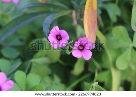 Pink and purple Oxalis Adenophylla flower in the greens. Park, garden, plants, flowers.