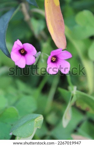 Pink and purple Oxalis Adenophylla flower in the greens. Park, garden, plants, flowers.