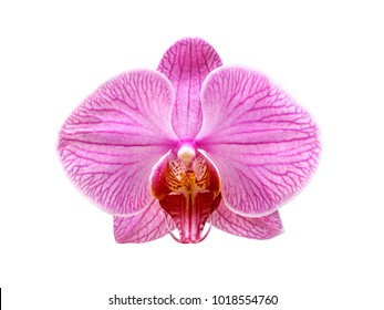 pink purple phalaenopsis orchid flower isolated on white background