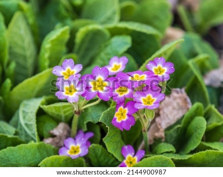 Pink or purple Primrose flowers, Primula vulgaris, from the family Primulaceae. Spring flowers in an outdoor garden.
