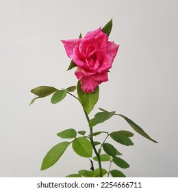 Pink purple rose flower or bunga mawar.merah muda with white lines on blurred background.Natural color - Shutterstock ID 2254666711