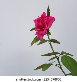 Pink purple rose flower with white lines or bunga mawar merah muda dengan garis putih,on blurred background.Natural color - Shutterstock ID 2254678903