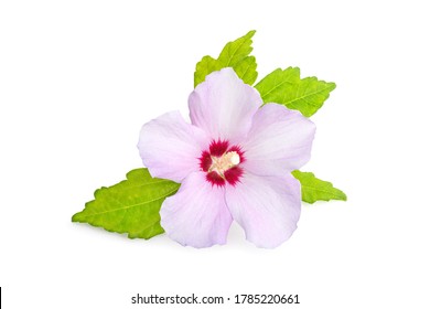 58 imágenes de Hibiscus syriacus l - Imágenes, fotos y vectores de stock |  Shutterstock