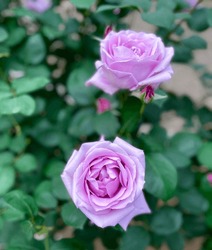 Pink Purple Roses In Rose Garden