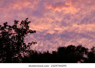 pink purple sky clouds at sunset with tree silhouettes in foreground - Powered by Shutterstock