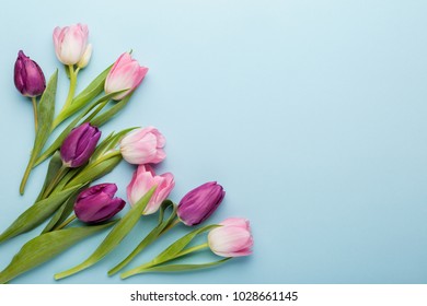 Pink And Purple Tulip Flowers On Blue Background. Flat Lay, Top View.