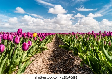 pink purple Tulip line field with a blue sky and white clouds at the farm land during Spring season , Noordoostpolder Netherlands, Beautiful bouquet of tulips. colorful tulips. tulips in spring,  - Shutterstock ID 620676692