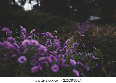 Pink Purple Violet Flower Macro