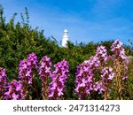 Pink Purple wildflowers blooming at Bruny cape lighthouse, Bruny Island, Tasmania, Australia 