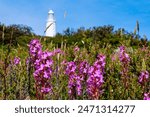 Pink Purple wildflowers blooming at Bruny cape lighthouse, Bruny Island, Tasmania, Australia 