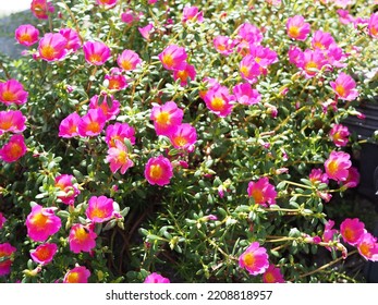 Pink Purslane, Verdolage, Pigweed, Little Hogweed