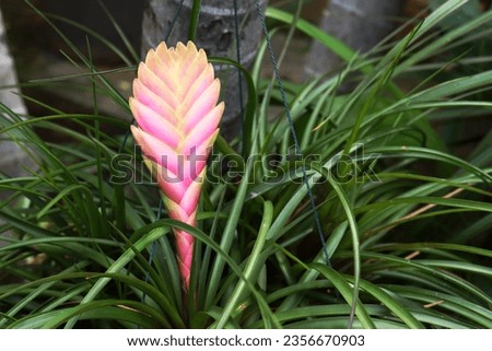 Pink quill flower with green leaves background