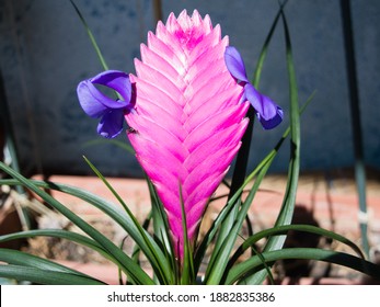 Pink quill plant, Tillandsia Cyanea, pot grown succulent plant with pink bracts that resemble ink quills, little violet flowers that emerge in the summer - Shutterstock ID 1882835386