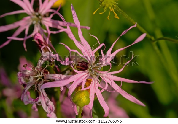 Pink ragged robin flower, selective
focus with green bokeh background - Lychnis
flos-cuculi