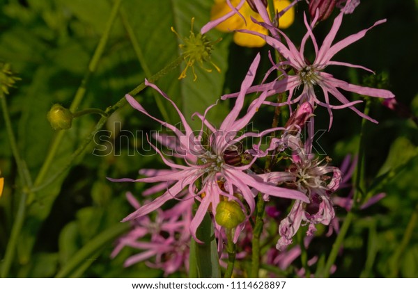 Pink ragged robin flower, selective\
focus with green bokeh background - Lychnis\
flos-cuculi