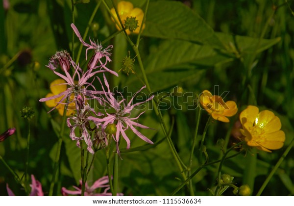 Pink ragged robin flowers and yellow\
buttercups, selective focus with green bokeh background - Lychnis\
flos-cuculi /\
ranunculaceae