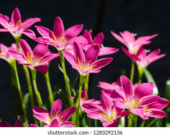 royalty free cuban flower