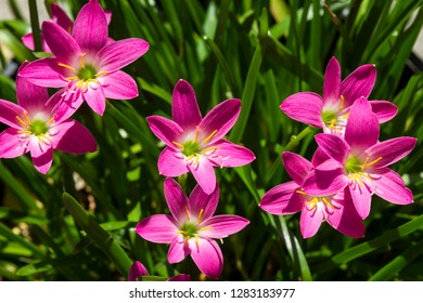 royalty free cuban flower