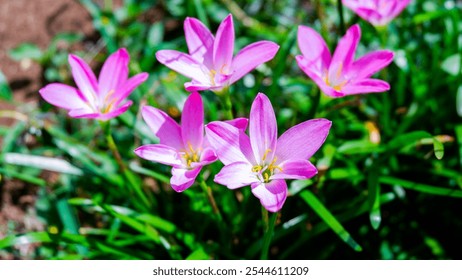 Pink Rain Lily, Zephyranthes grandiflora. Vibrant pink flowers bloom amidst lush greenery, capturing the essence of nature's beauty. Perfect for themes of growth, tranquility, and natural elegance. - Powered by Shutterstock