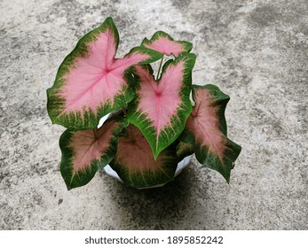 Pink Rainbow Caladium Plant, Elephant Ear Flower, Angel Wings Plants