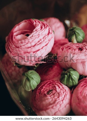 A lot of pink ranunculus