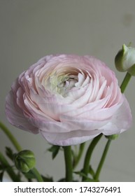 Pink ranunculus flower bud photo, fine art floral photography with fresh tender flowers