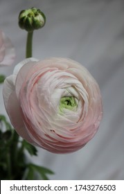 Pink ranunculus flower bud photo, fine art floral photography with fresh tender flowers