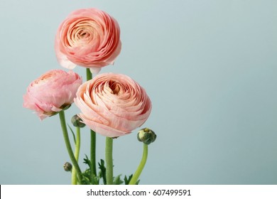 Pink Ranunculus Flowers.