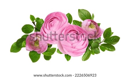 Pink ranunculus flowers and green leaves in a floral arrangement isolated on white