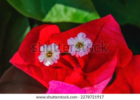 Pink Red Bougainvillea Spectabilis White Flowers Stamens Close 