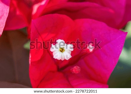 Pink Red Bougainvillea Spectabilis White Flower Stamen Close 