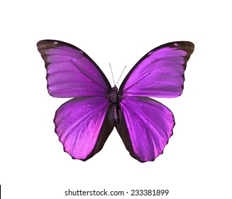 13,394 Purple butterfly flying Images, Stock Photos & Vectors ...